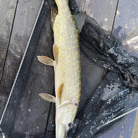 Pensión Fischermans Haven